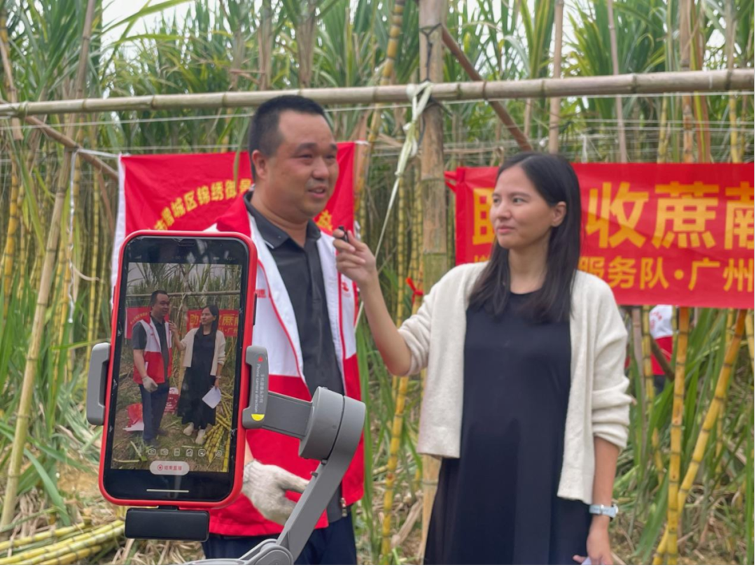 直播带货、爱心认购、助农砍蔗……广州增城“甜蜜接力”解蔗户燃眉之急9