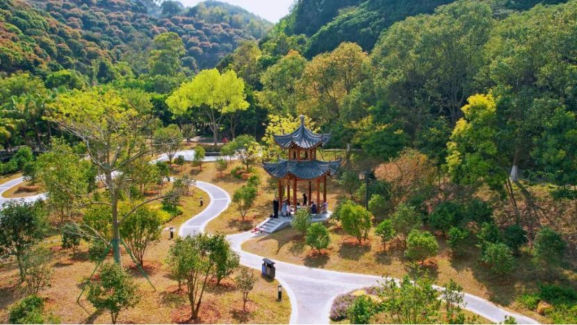 植树超6万株!广州增城全力推进乡村绿化美化4