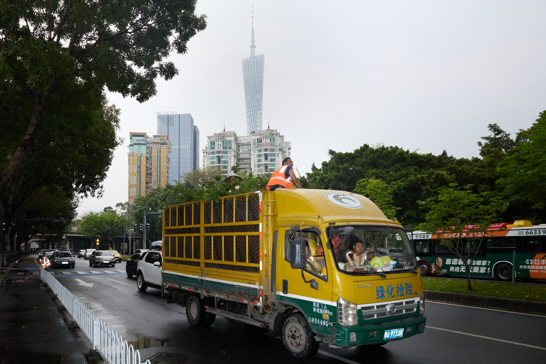 昨日(3月30日),广州市遭遇强雷雨天气,短时大风和暴雨导致市区部分路段出现树木倒伏、断枝情况。3月31日,在滨江东路,记者看到,多棵行道树被连根拔起,横倒在江边绿道上。绿化工人顶着细雨,操作油锯对倒伏树木进行分段切割,随后利用吊车将树干装车清运,力争在最短时间内恢复道路通行。
图/广州日报新花城记者:陈忧子
