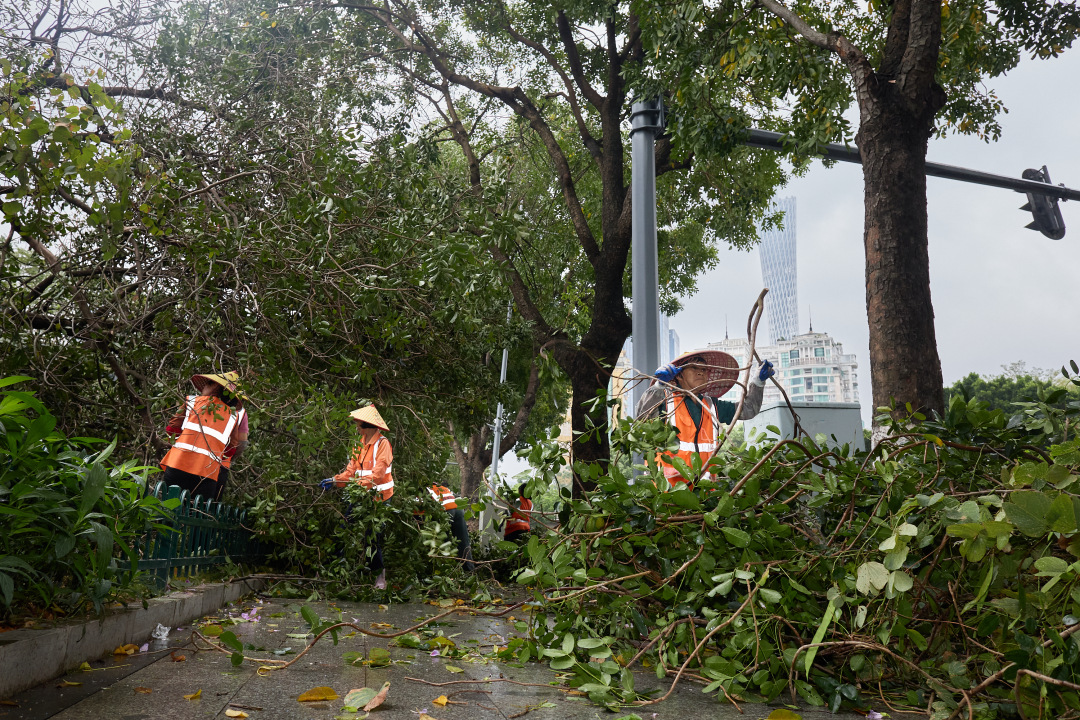 昨日(3月30日),广州市遭遇强雷雨天气,短时大风和暴雨导致市区部分路段出现树木倒伏、断枝情况。3月31日,在滨江东路,记者看到,多棵行道树被连根拔起,横倒在江边绿道上。绿化工人顶着细雨,操作油锯对倒伏树木进行分段切割,随后利用吊车将树干装车清运,力争在最短时间内恢复道路通行。
图/广州日报新花城记者:陈忧子