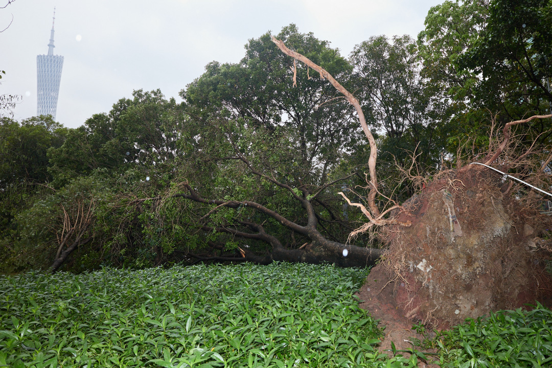 昨日(3月30日),广州市遭遇强雷雨天气,短时大风和暴雨导致市区部分路段出现树木倒伏、断枝情况。3月31日,在滨江东路,记者看到,多棵行道树被连根拔起,横倒在江边绿道上。绿化工人顶着细雨,操作油锯对倒伏树木进行分段切割,随后利用吊车将树干装车清运,力争在最短时间内恢复道路通行。
图/广州日报新花城记者:陈忧子