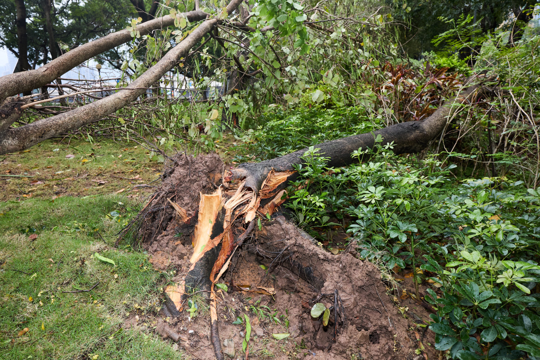 昨日(3月30日),广州市遭遇强雷雨天气,短时大风和暴雨导致市区部分路段出现树木倒伏、断枝情况。3月31日,在滨江东路,记者看到,多棵行道树被连根拔起,横倒在江边绿道上。绿化工人顶着细雨,操作油锯对倒伏树木进行分段切割,随后利用吊车将树干装车清运,力争在最短时间内恢复道路通行。
图/广州日报新花城记者:陈忧子