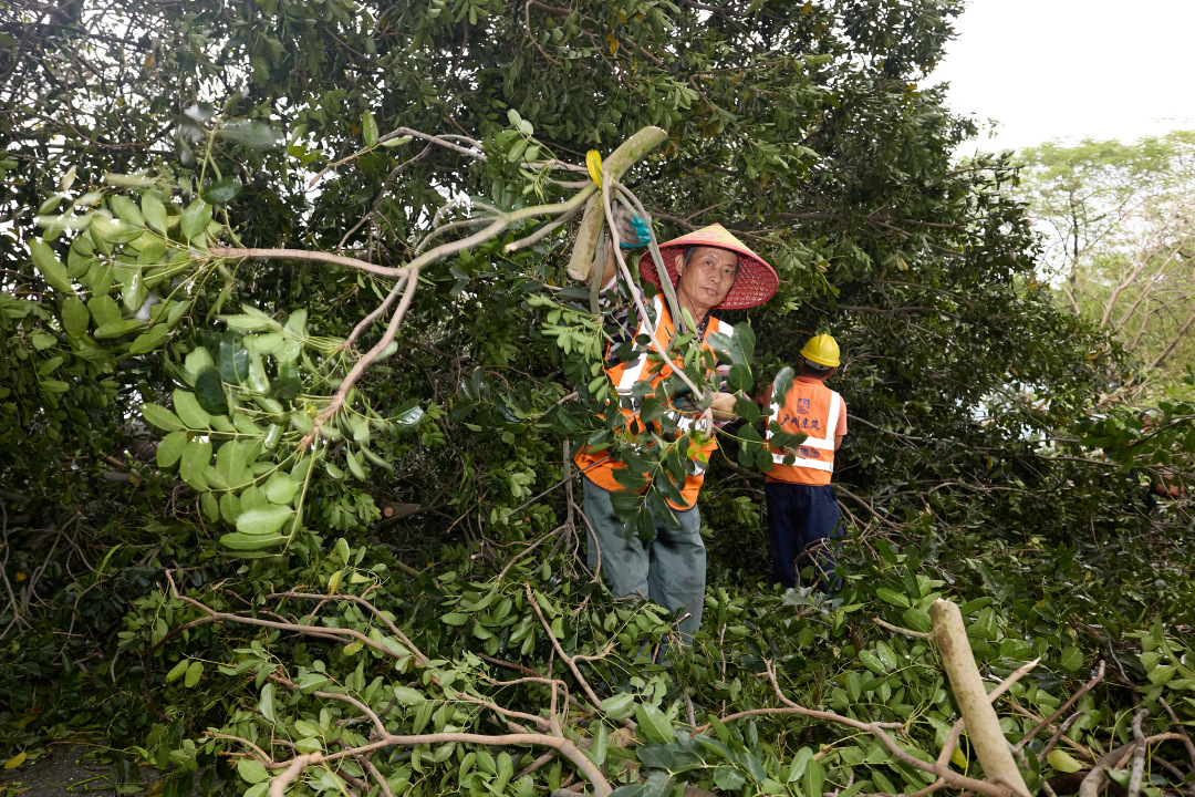 昨日(3月30日),广州市遭遇强雷雨天气,短时大风和暴雨导致市区部分路段出现树木倒伏、断枝情况。3月31日,在滨江东路,记者看到,多棵行道树被连根拔起,横倒在江边绿道上。绿化工人顶着细雨,操作油锯对倒伏树木进行分段切割,随后利用吊车将树干装车清运,力争在最短时间内恢复道路通行。
图/广州日报新花城记者:陈忧子