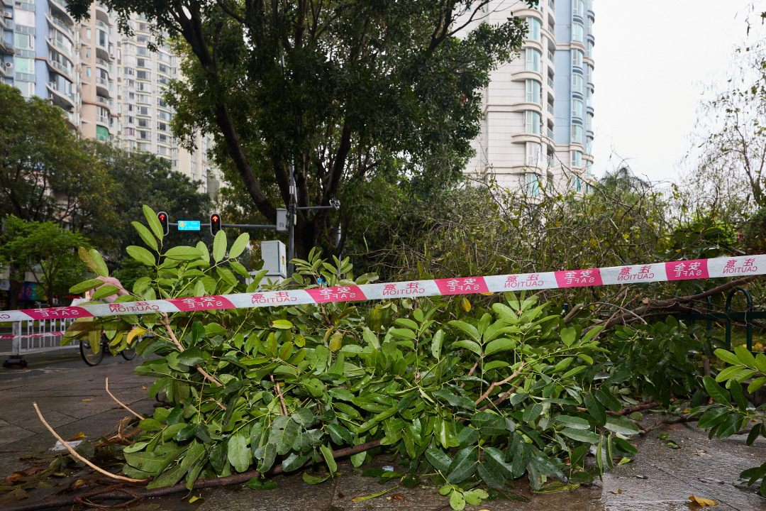 昨日(3月30日),广州市遭遇强雷雨天气,短时大风和暴雨导致市区部分路段出现树木倒伏、断枝情况。3月31日,在滨江东路,记者看到,多棵行道树被连根拔起,横倒在江边绿道上。绿化工人顶着细雨,操作油锯对倒伏树木进行分段切割,随后利用吊车将树干装车清运,力争在最短时间内恢复道路通行。
图/广州日报新花城记者:陈忧子
