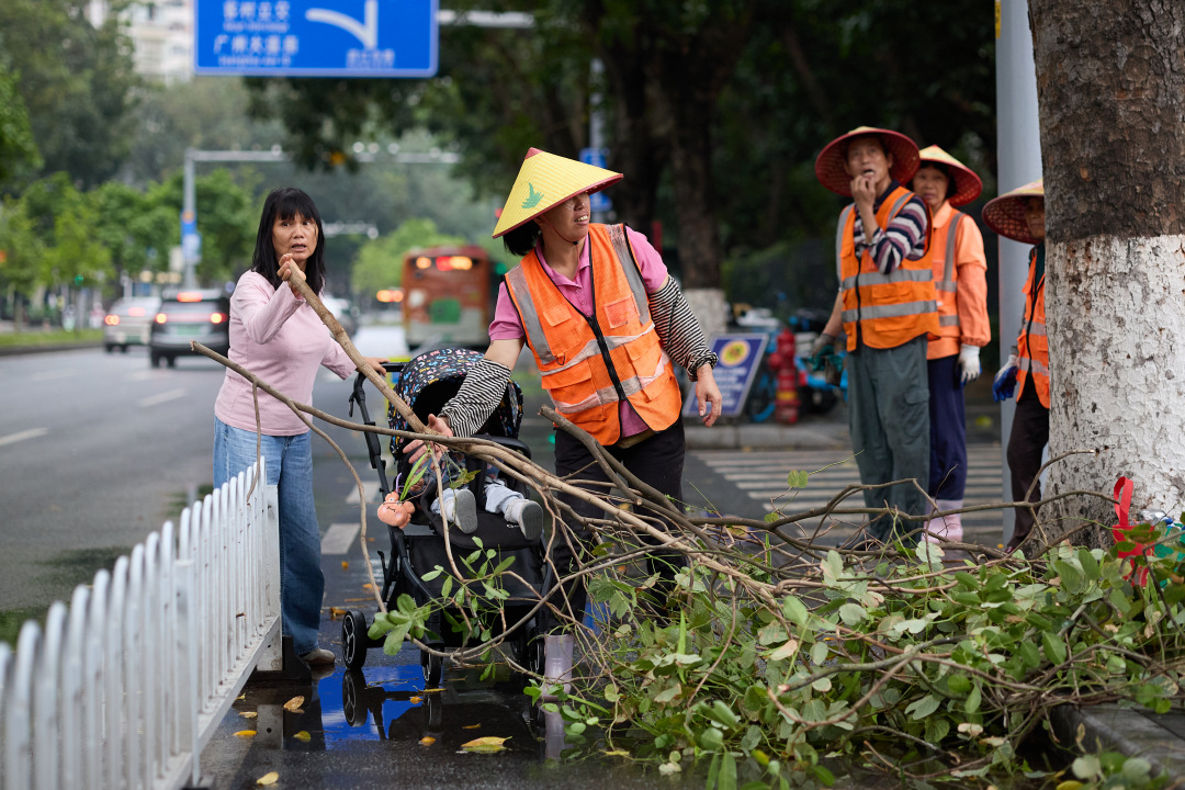 昨日(3月30日),广州市遭遇强雷雨天气,短时大风和暴雨导致市区部分路段出现树木倒伏、断枝情况。3月31日,在滨江东路,记者看到,多棵行道树被连根拔起,横倒在江边绿道上。绿化工人顶着细雨,操作油锯对倒伏树木进行分段切割,随后利用吊车将树干装车清运,力争在最短时间内恢复道路通行。
图/广州日报新花城记者:陈忧子