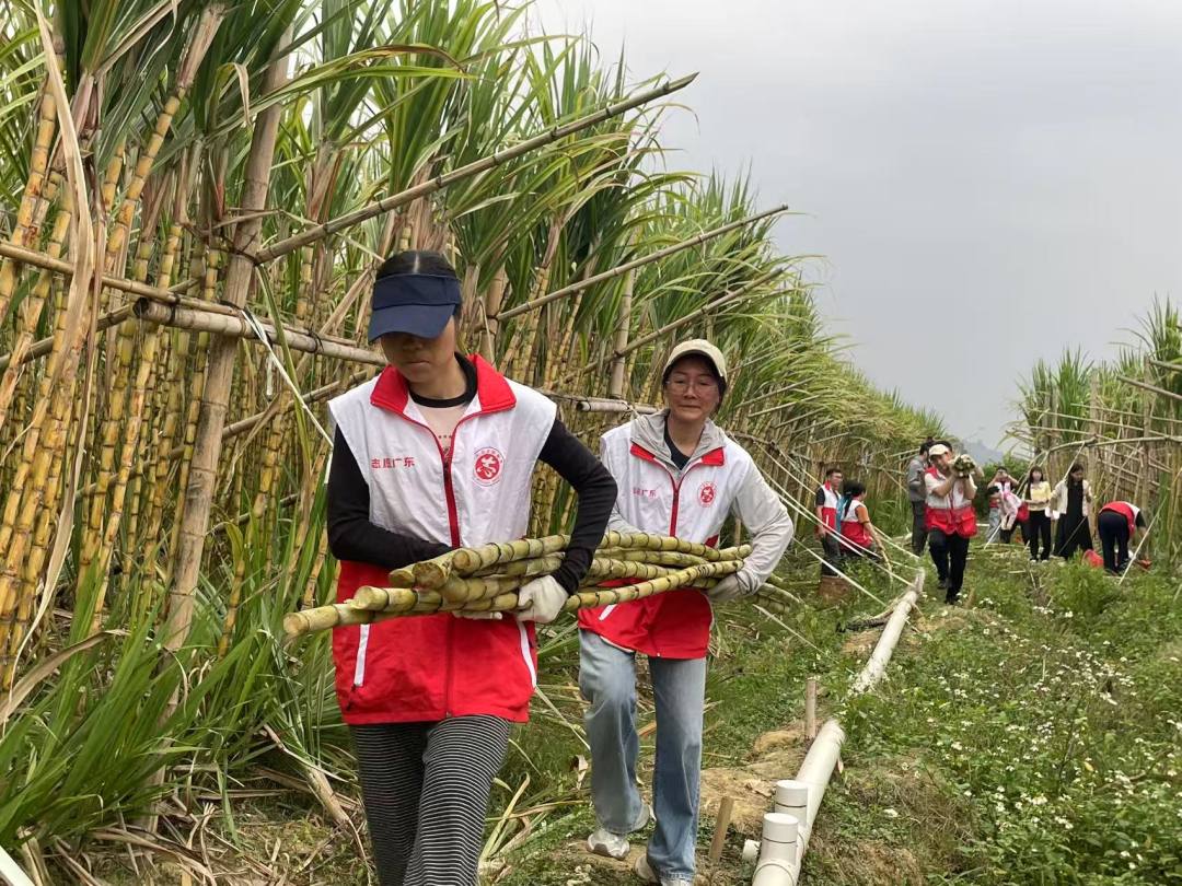 增城志愿者在搬运甘蔗。