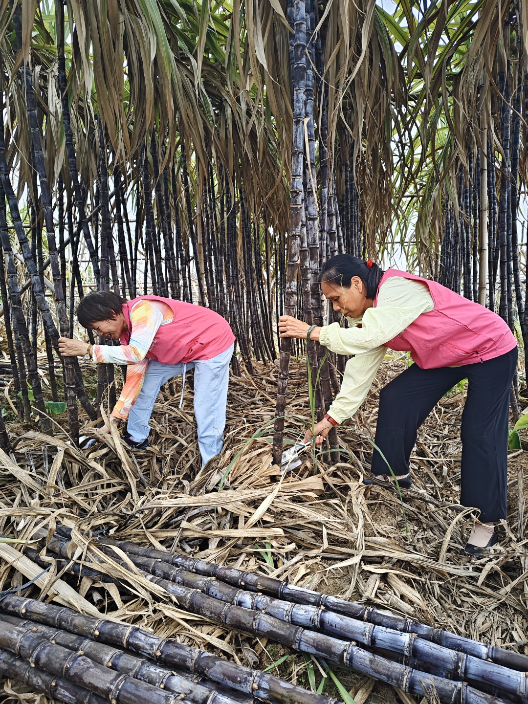志愿者在田里砍收甘蔗。