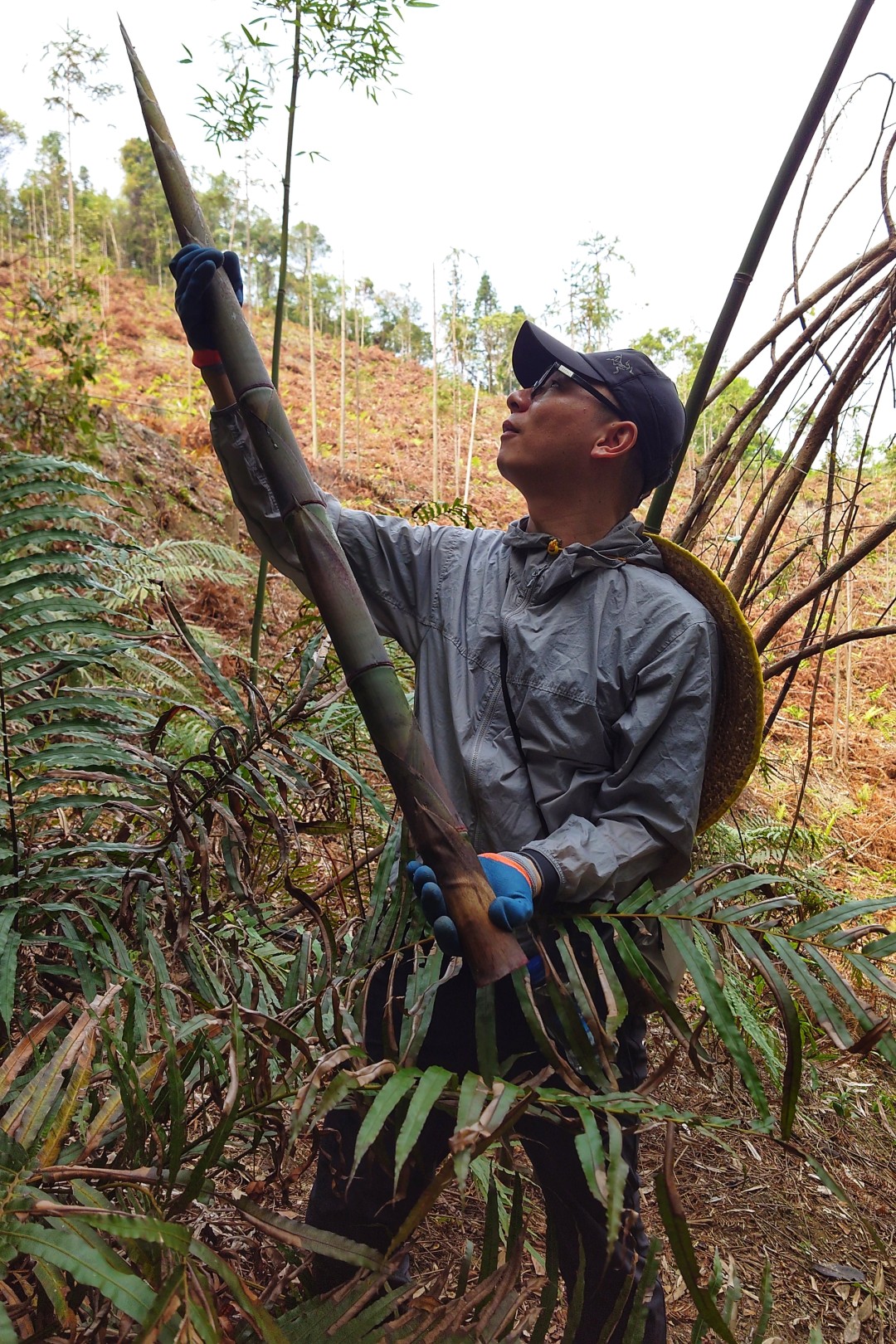 春天来临,笋破土而出,在春雨的滋润下长成挺拔的春笋。