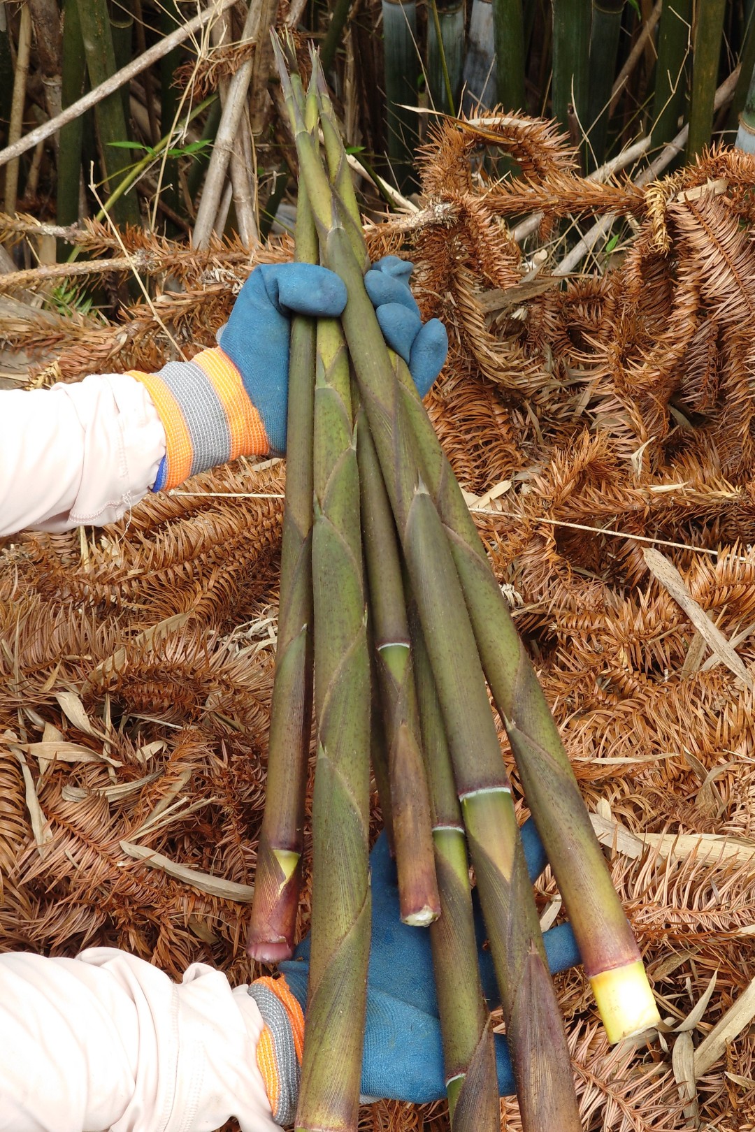 苦笋,又名甘笋、凉笋,其富含纤维素、维生素及微量元素,性寒、味甘苦。