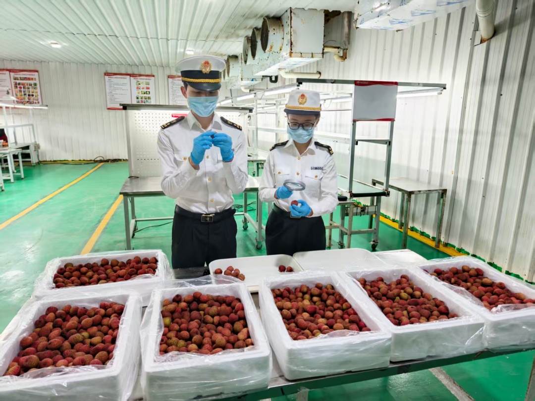 图为:佛山海关驻高明办事处关员查看出口荔枝品质情况 (1)