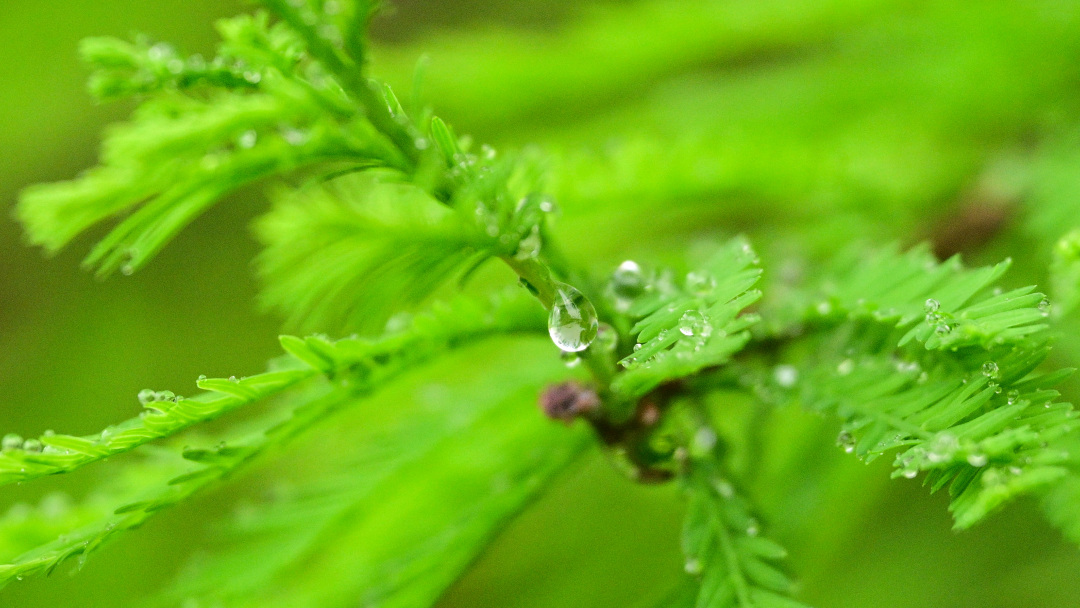 廖雪明260403清明时节雨纷纷-天气