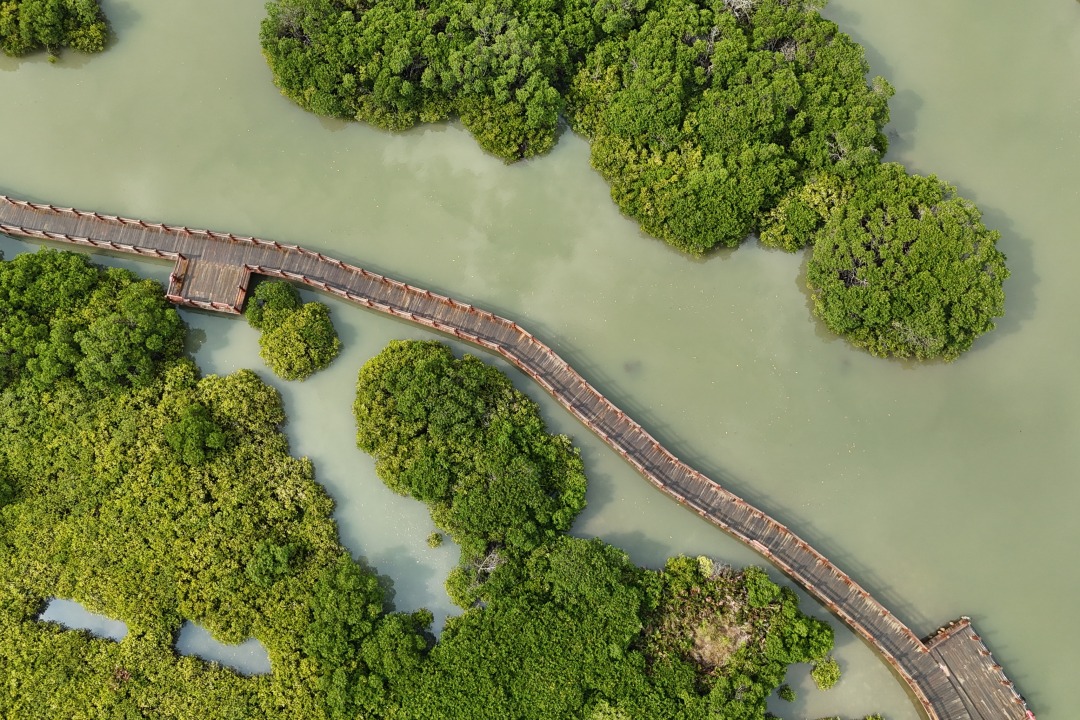 湛江红树林保护区金牛岛红树林片区
