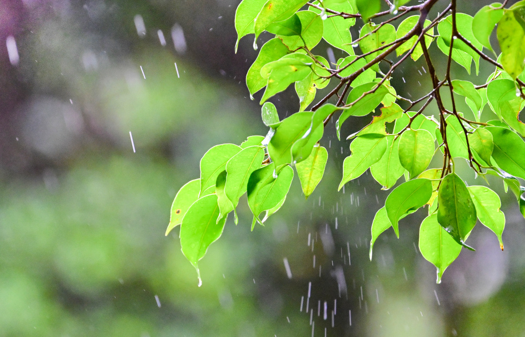 廖雪明260303天气:元宵遇雨,广州湿冷天气上线