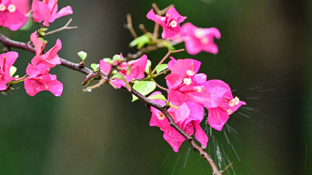 廖雪明260403清明时节雨纷纷-天气 (1)