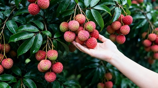 打卡就送礼！广州南沙荔枝品牌明日发布→