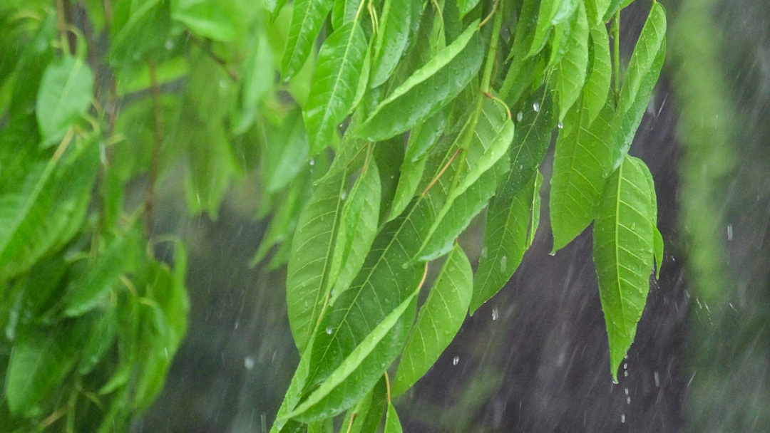 廖雪明260403清明时节雨纷纷-天气.jpg
