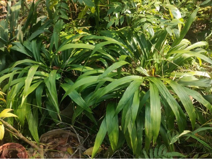 丹霞山第58个新物种(丹霞山蜘蛛抱蛋)807