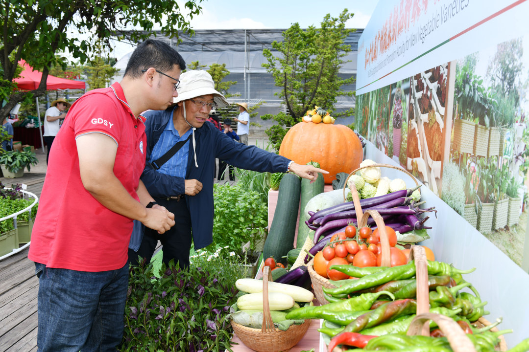 5月28日,第二十九届广州蔬菜新品种展示推广活动在广州市农业农村科学院南沙基地拉开帷幕,62家单位的1014个蔬菜新品种集中亮相。图为业界代表现场观看展示的新品种蔬菜瓜果。