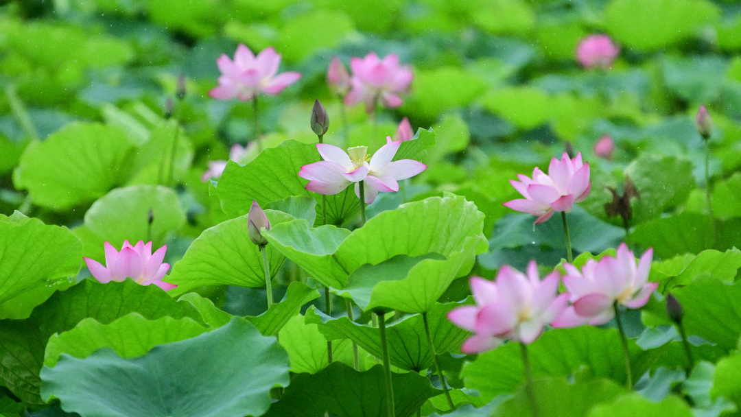 廖雪明260521小满节气-天气(1)