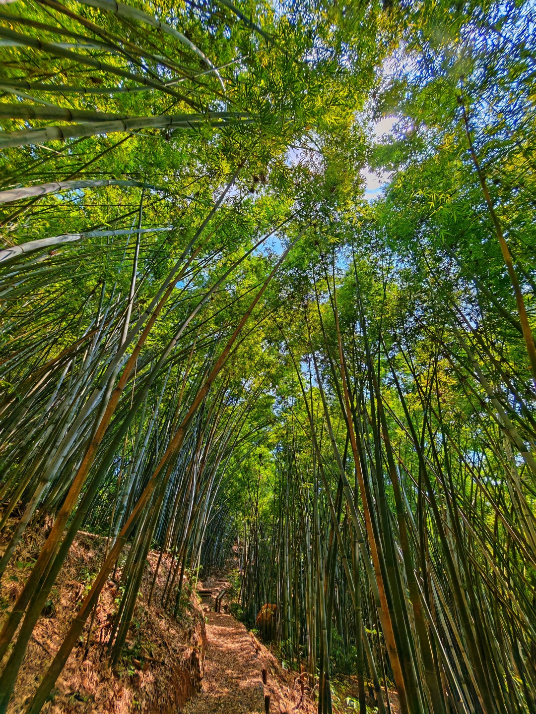 广州帽峰山森林康养步道,告别城市喧嚣,和孩子漫步帽峰山,一路被茂密林海环绕,清风拂面,闻草木清香。