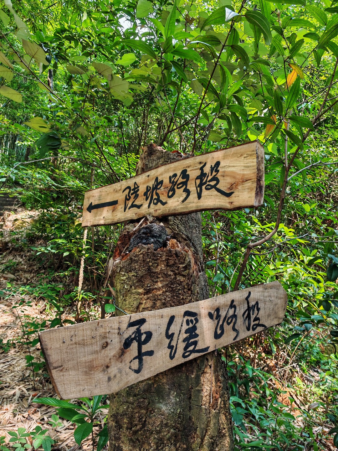 广州帽峰山森林康养步道,告别城市喧嚣,和孩子漫步帽峰山,一路被茂密林海环绕,清风拂面,闻草木清香。