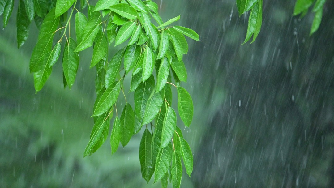 廖雪明260403清明时节雨纷纷-天气.jpg