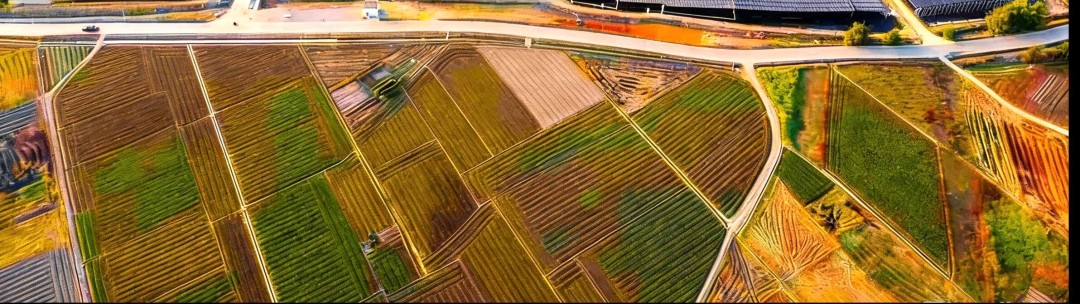 武江区蔬菜省级现代农业产业园种植基地
