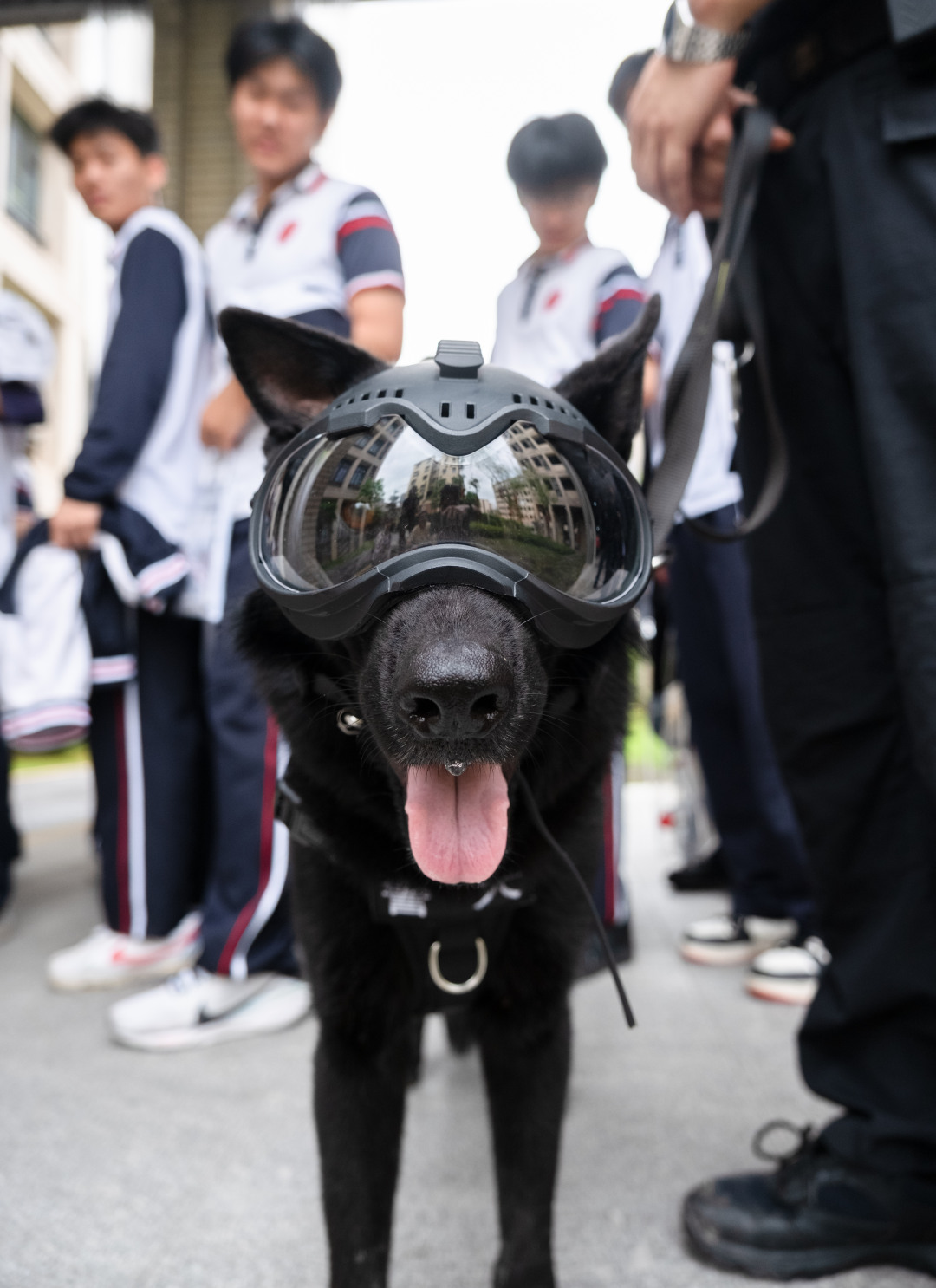 广州市培英中学云城校区考场,维持考场秩序的特警们带着警犬,跟考生们击掌加油,祝大家高考“旺旺”。考生们开心地跟帅气警犬互动。