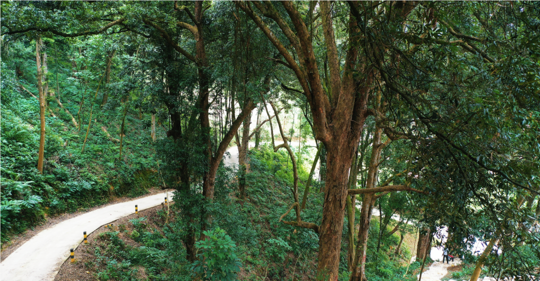 绿美古树乡村(图为韶关市仁化县上峰山村)