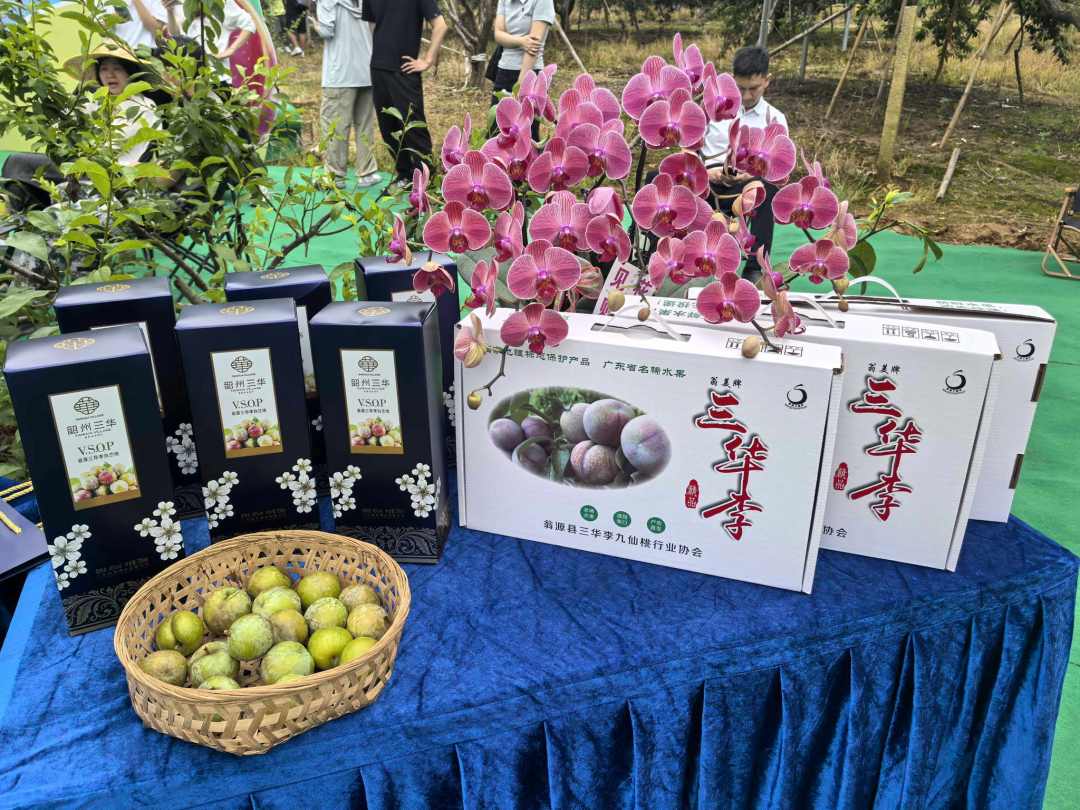 三华李与三华李白兰地