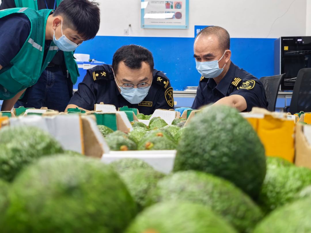 图为:5月1日,我国对53个非洲建交国全面实施零关税举措落地后,广州白云机场海关关员对全国首票自肯尼亚进口的货物鲜鳄梨进行监管(陈松逸摄)