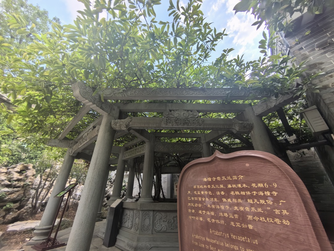 海幢寺鹰爪兰