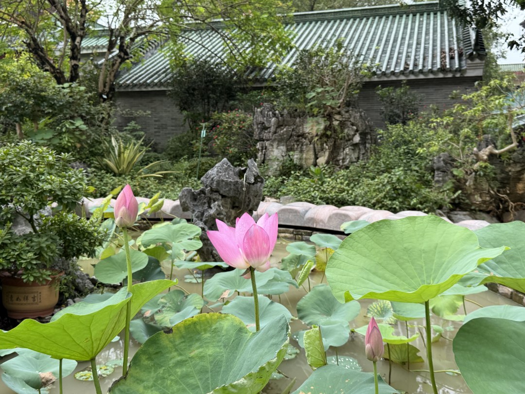 2026海幢寺宋莲1