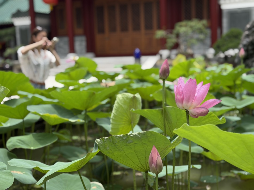 2026海幢寺宋莲2