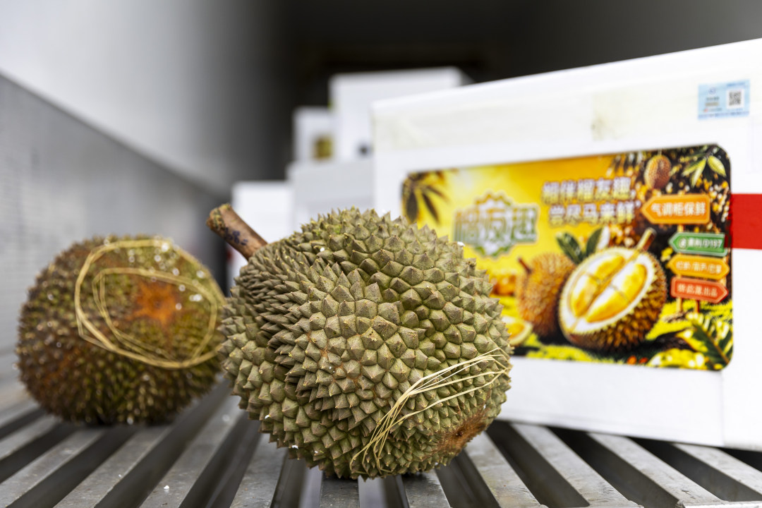 新鲜运抵广州江南水果批发市场的马来西亚槟城核心产区黑刺鲜果榴莲。