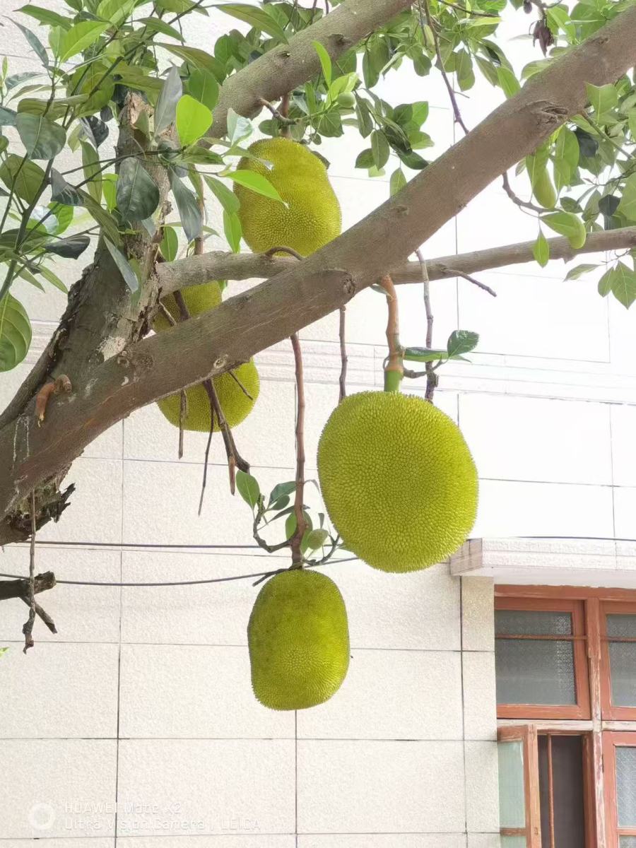 南塘新村院墙边的菠萝蜜垂枝挂果