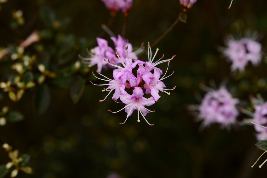 鼎湖杜鹃（宋柱秋 摄）