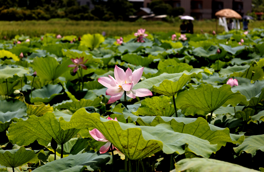 盛夏暑假,广州景点迎四方游客.gz-cmc.com_avm_oss_2026_07_cf545c85-b382-4f50-af0a-ac2a28158425.jpg 盛夏暑假,广州景点迎四方游客.gz-cmc.com_avm_oss_2026_07_cf545c85-b382-4f50-af0a-ac2a28158425.jpg