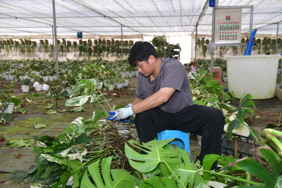 图为浇浇植物超市智能化温室大棚。