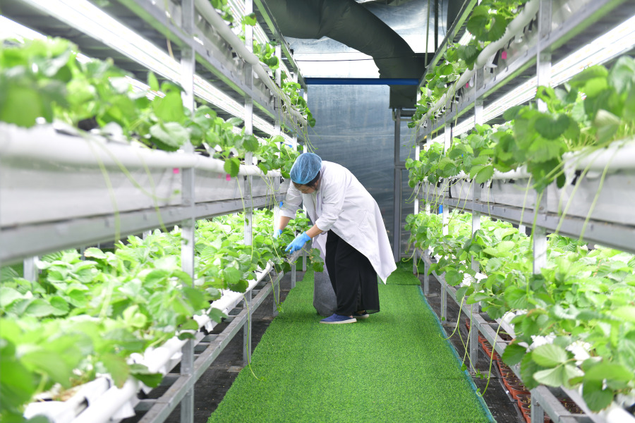 图为新果现代草莓种业基地植物工厂。