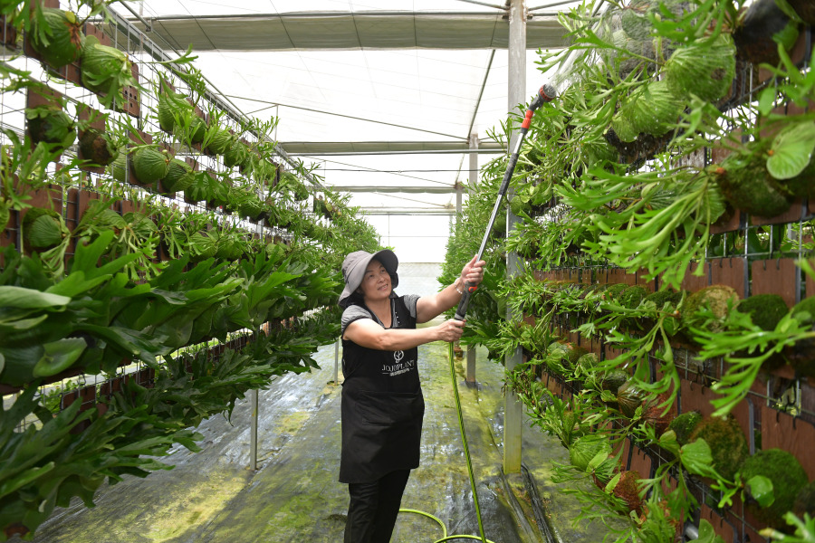图为浇浇植物超市智能化温室大棚。