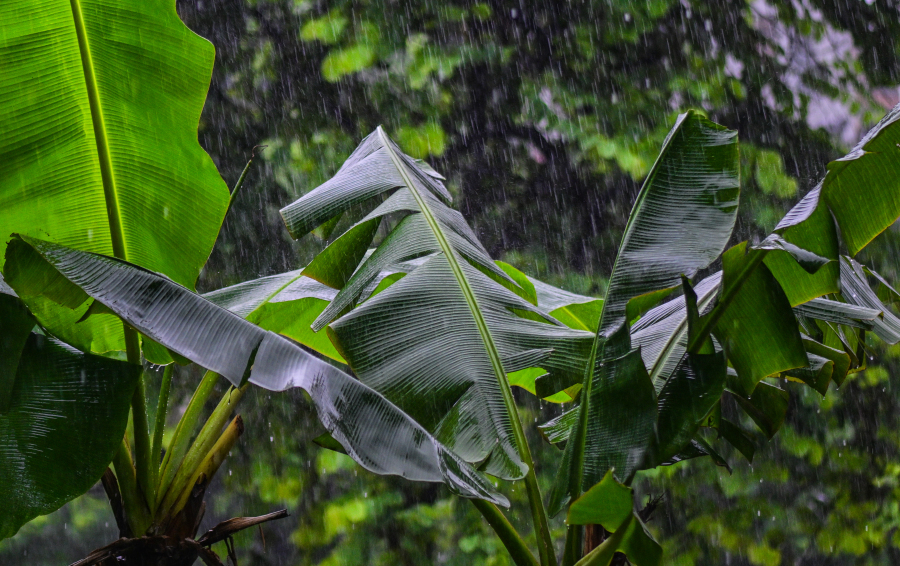 十香园纪念馆,雨中的芭蕉树。图/广州日报新花城记者:廖雪明