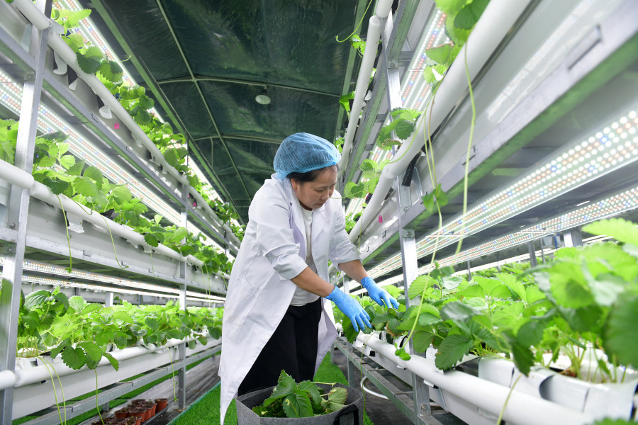 图为新果现代草莓种业基地植物工厂。