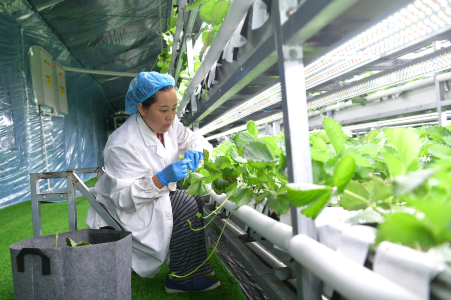 图为新果现代草莓种业基地植物工厂。