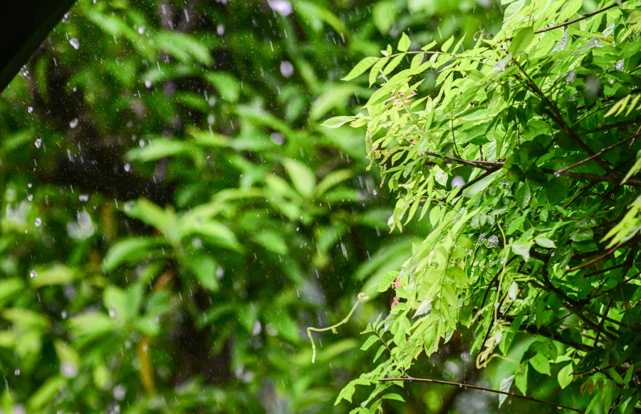十香园纪念馆,雨中庭园郁郁葱葱。图/广州日报新花城记者:廖雪明
