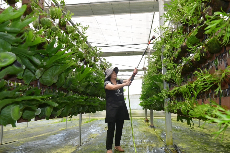 图为浇浇植物超市智能化温室大棚。