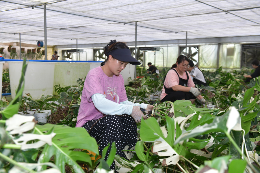 图为浇浇植物超市智能化温室大棚。