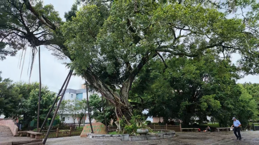 古榕树