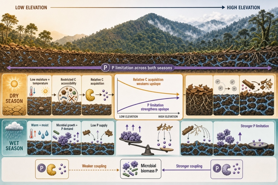 季节性水热变化重塑海拔梯度上土壤微生物代谢限制格局的概念框架