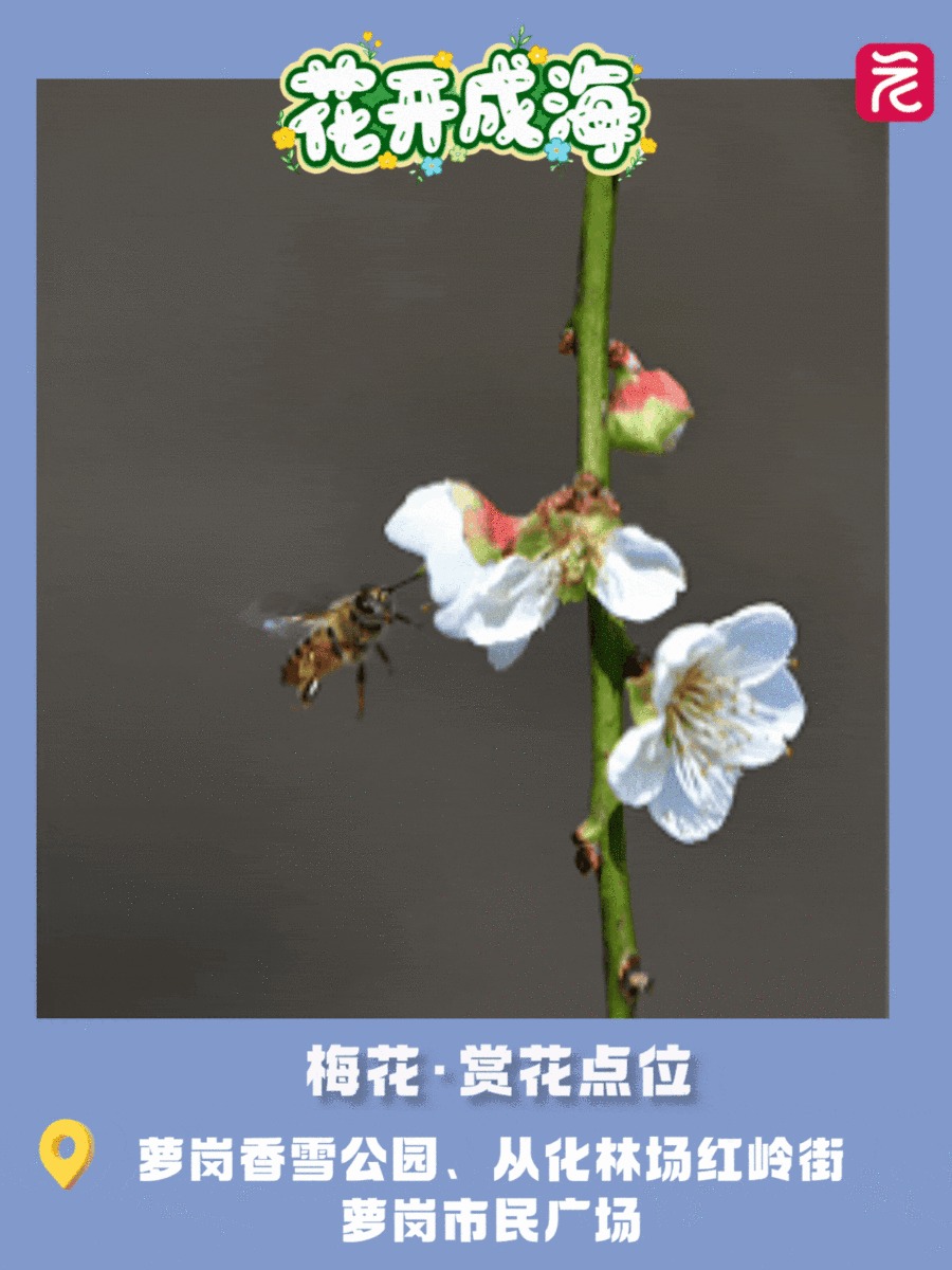 8.gif 8.gif